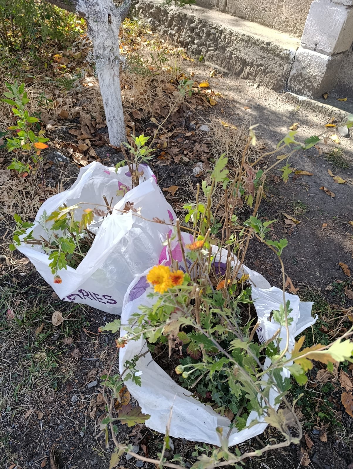 «Дубок» на клумбе..